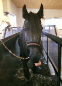 Aquatraining Pferd